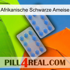 African Black Ant 20